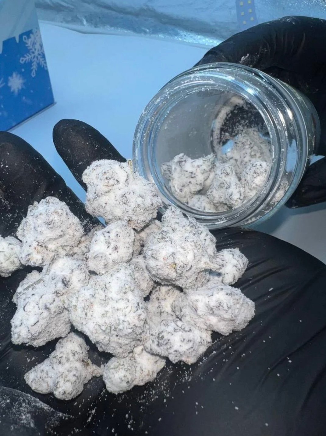 Snowcaps Weed Persy Snowcaps
